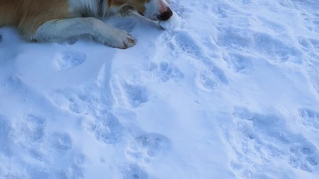 Barley's Private Line of Gourmet Frozen Dog Treats