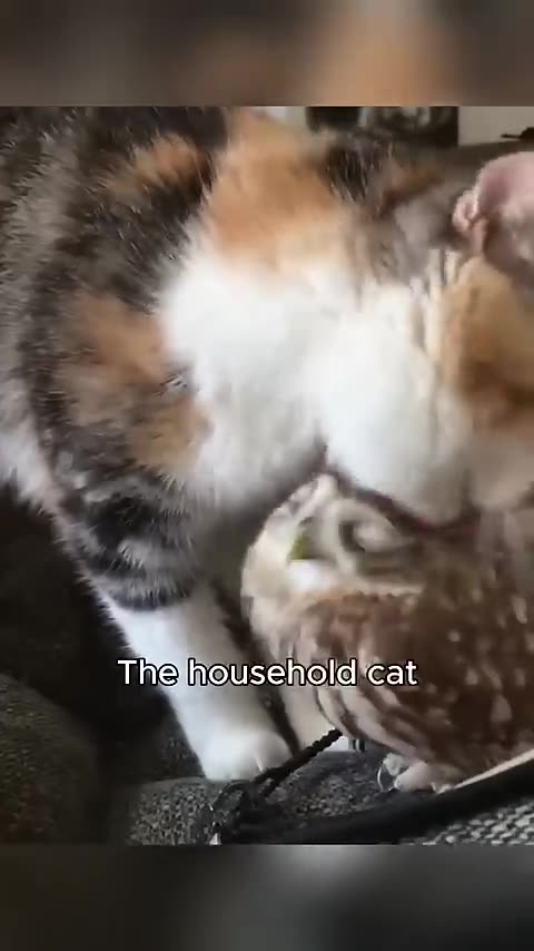 Funny Dogs, Cats and Animals Videos TRY Not to Laugh! # 69!