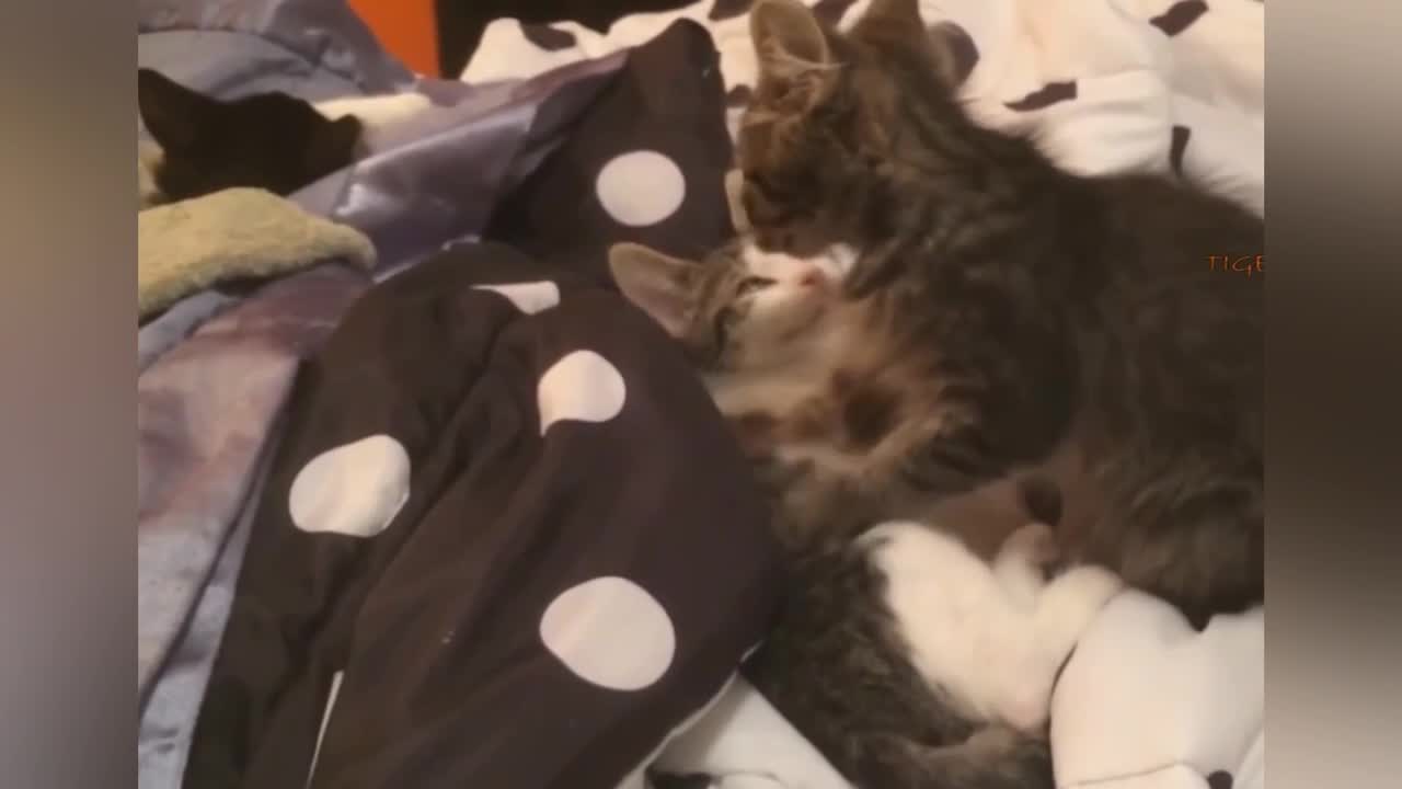 Baby car gives a massage to her mom while she farts so funny