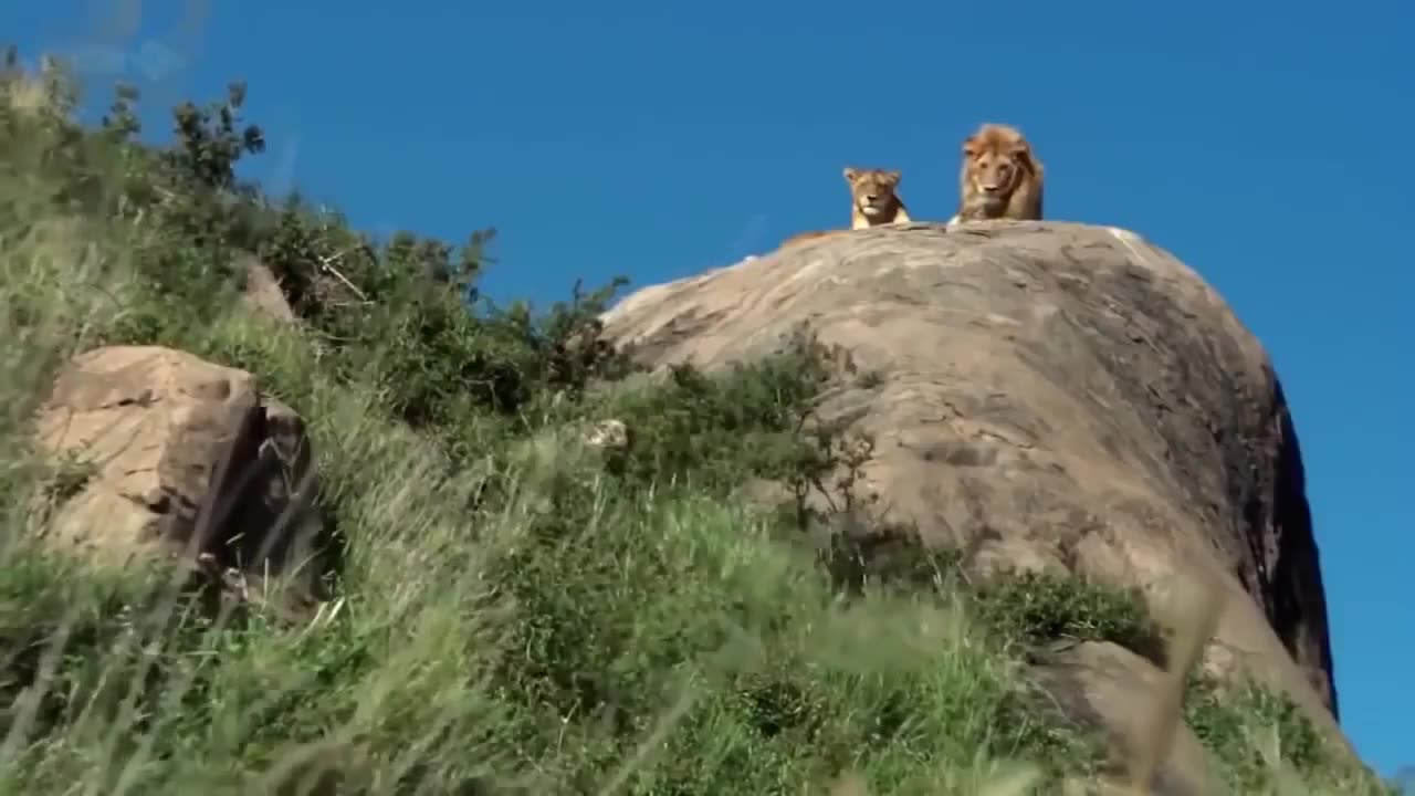 New Documentary: Wildlife, Survival, the Revenge of the Buffalo Against the Lion