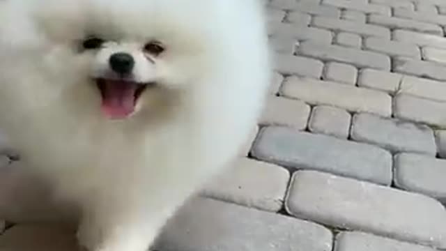 Cute dog