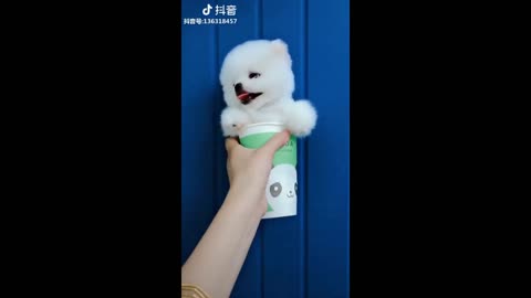 Rally of Cute Dogs Compilation 1