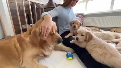 Golden Retriever Dad Meets His 11 Puppies