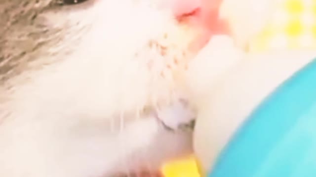 So funny baby cat milk 🍼 feeding