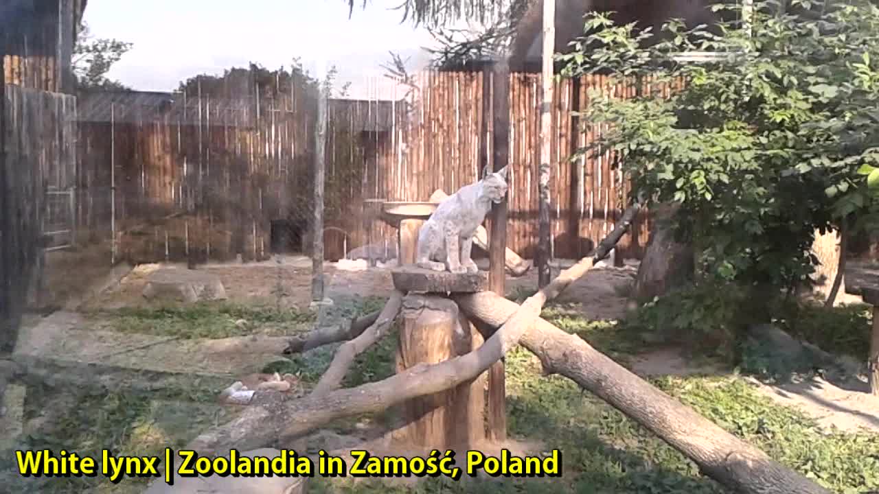 White lynx | Zoolandia in Zamość, Poland