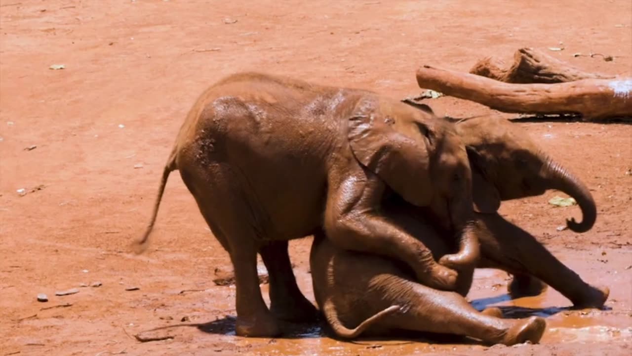 4k baby elephants playing... so adorable