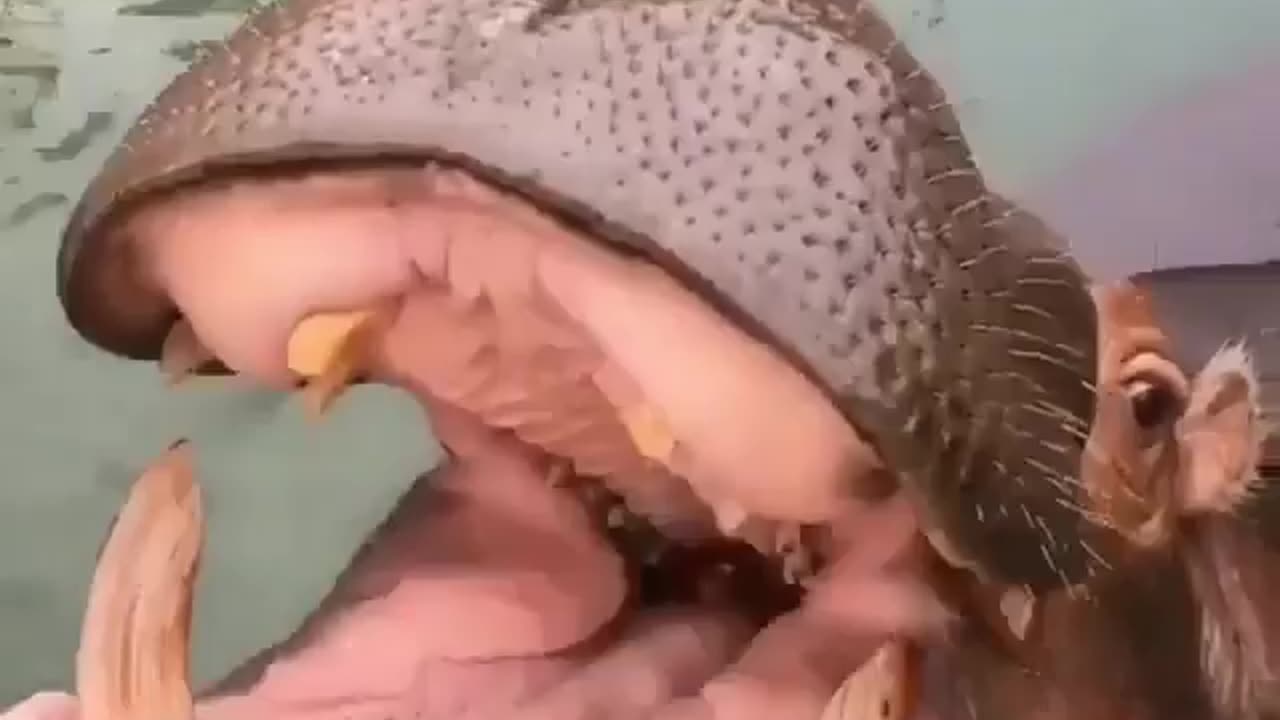 Funny Animal