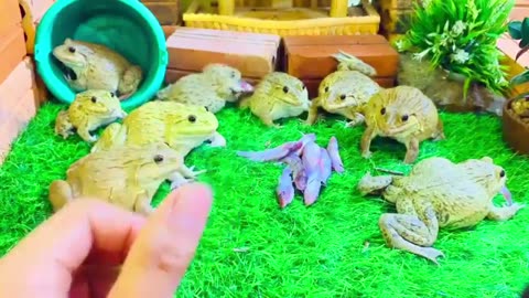 Frog feeding