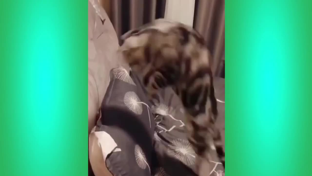 The Best Funny Cat Videos Of The 2023 - Funny Cats Compilation #60