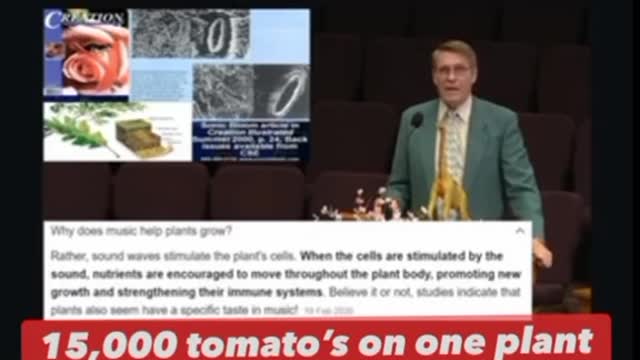 15,000 tomato's on one plant!