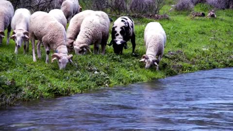 Animal world # Cute antelope # water by river # social behavior of animals #