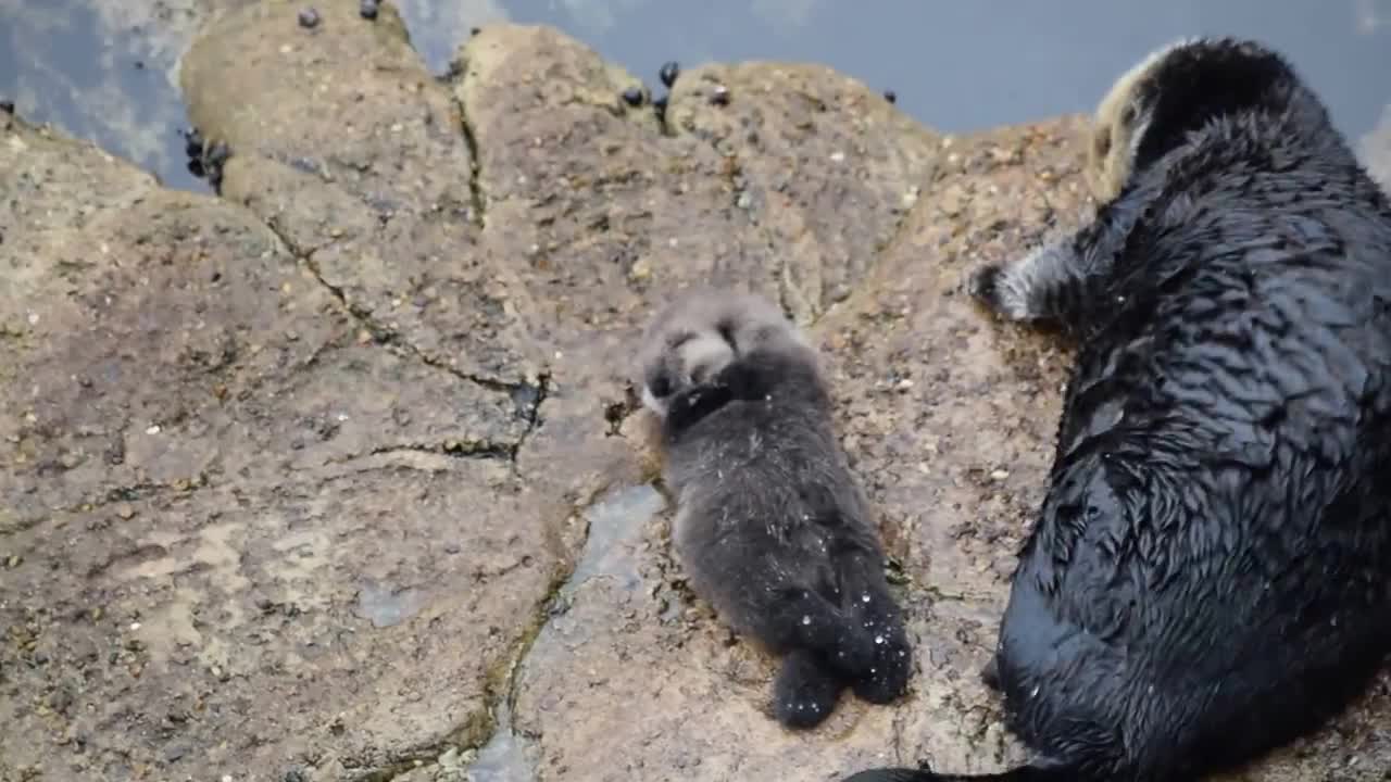 1 day old sea otter pup sleeping on rock