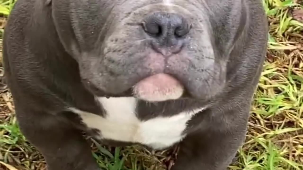 Dogs lovers putbullg very nice video