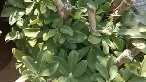 A tree growing on a stone is beautiful