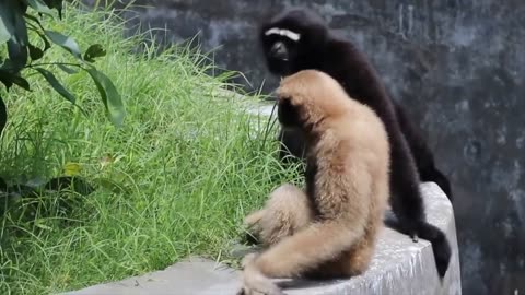 Cute Gibbons Climbing