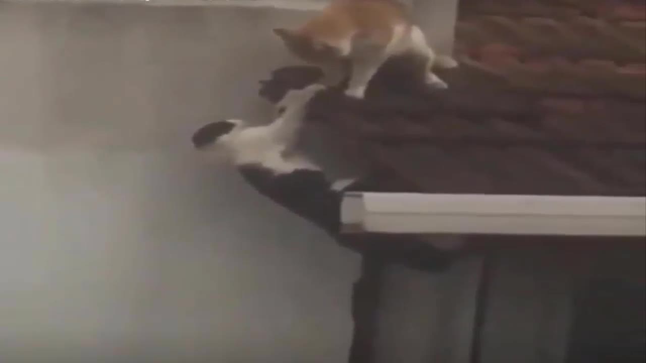 Watch what the cat did to him instead of helping