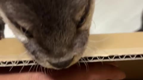 Otter eating fish