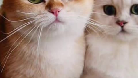 TWIN CATS 😹