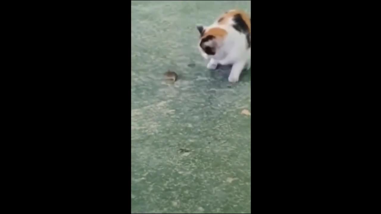 Funny animal videos