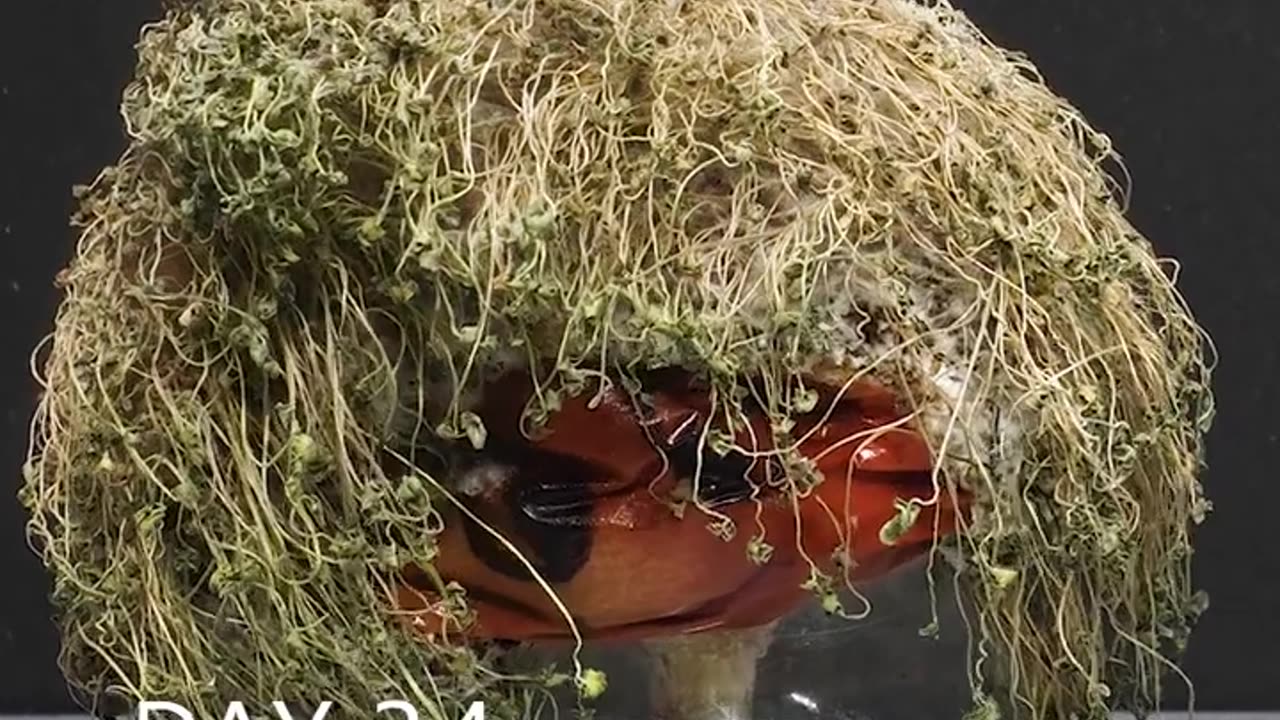 Growing Chia Seeds on Tomato - timelapse