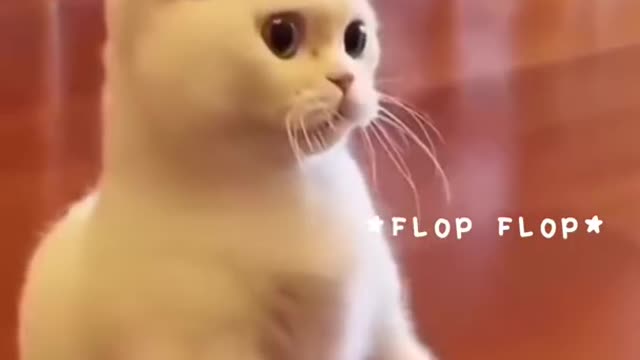 Ay Ay Cat Caption!!