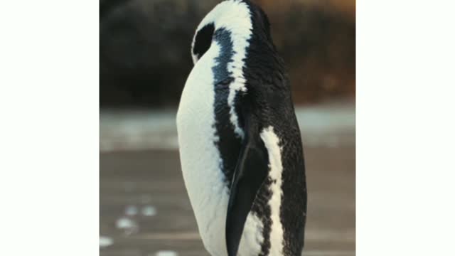 Penguin