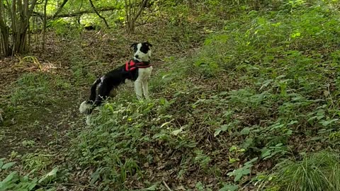 Mylo in the woods