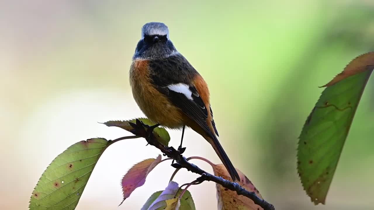 Daurian Redstart） Nagoya