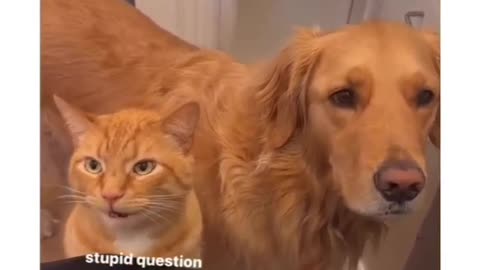 Paws for Justice: Hilarious Cat Lawyer Defends Innocent Dog in Court!