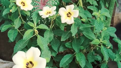 holy white flower in front of my eyes