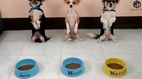 Dog 🐕 discipline in the world