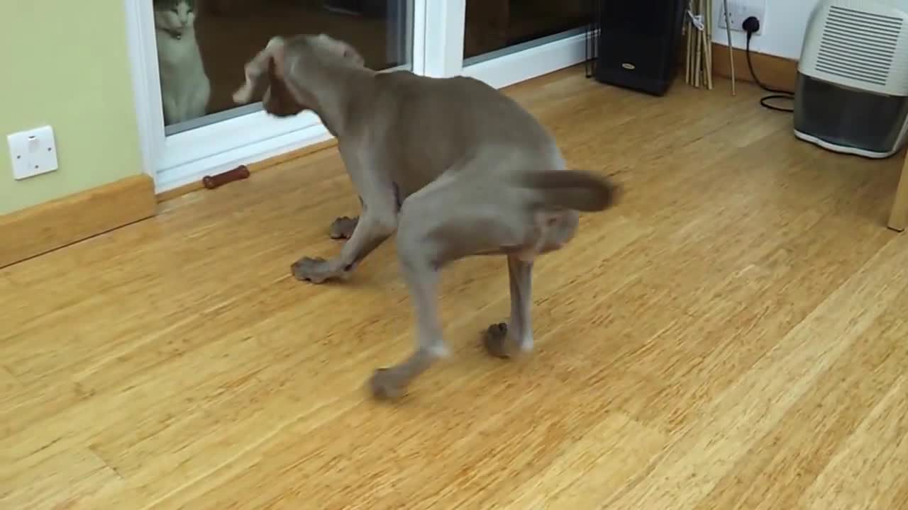 Weimaraner trying to play with cat