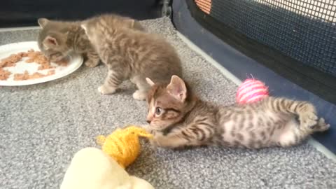 Kittens eating food for the first time