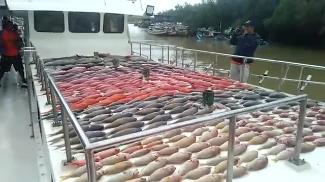 Hasil mancing melimpah||hunting fishing