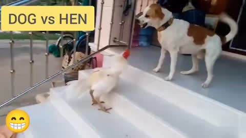 INTRESTING FIGHT 🐕(dog) 🆚 🐔(hen)