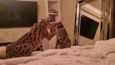 Savannah vs serval