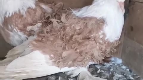 Most Beautiful Frillback Pigeon Yellow Saddle Frillback