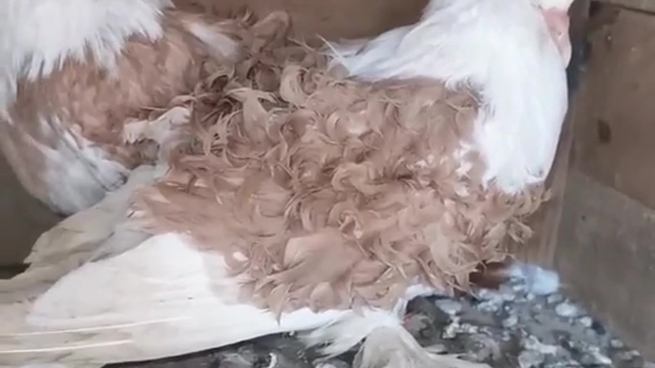 Most Beautiful Frillback Pigeon Yellow Saddle Frillback