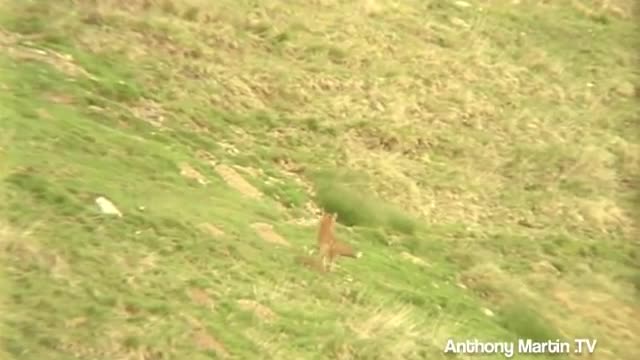 EAGLE ATTACKS FOX - UN AIGLE ROYAL ATTAQUE UN RENARD