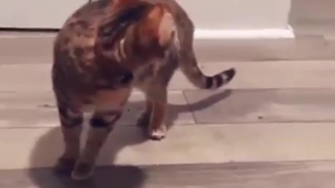 Funny cat 😺🐈 videos