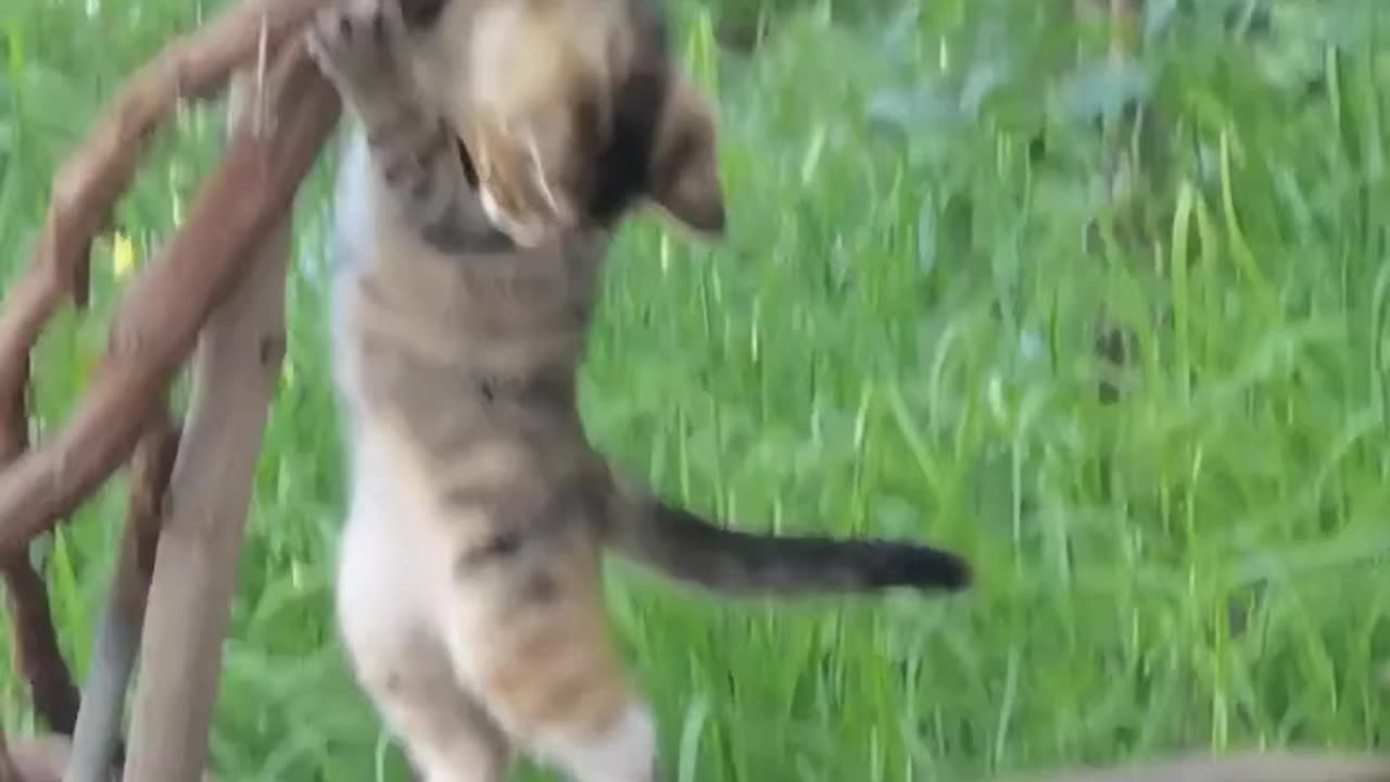 Funny Cat Videos 😂 - Best Cat Video 😺😍 part#1