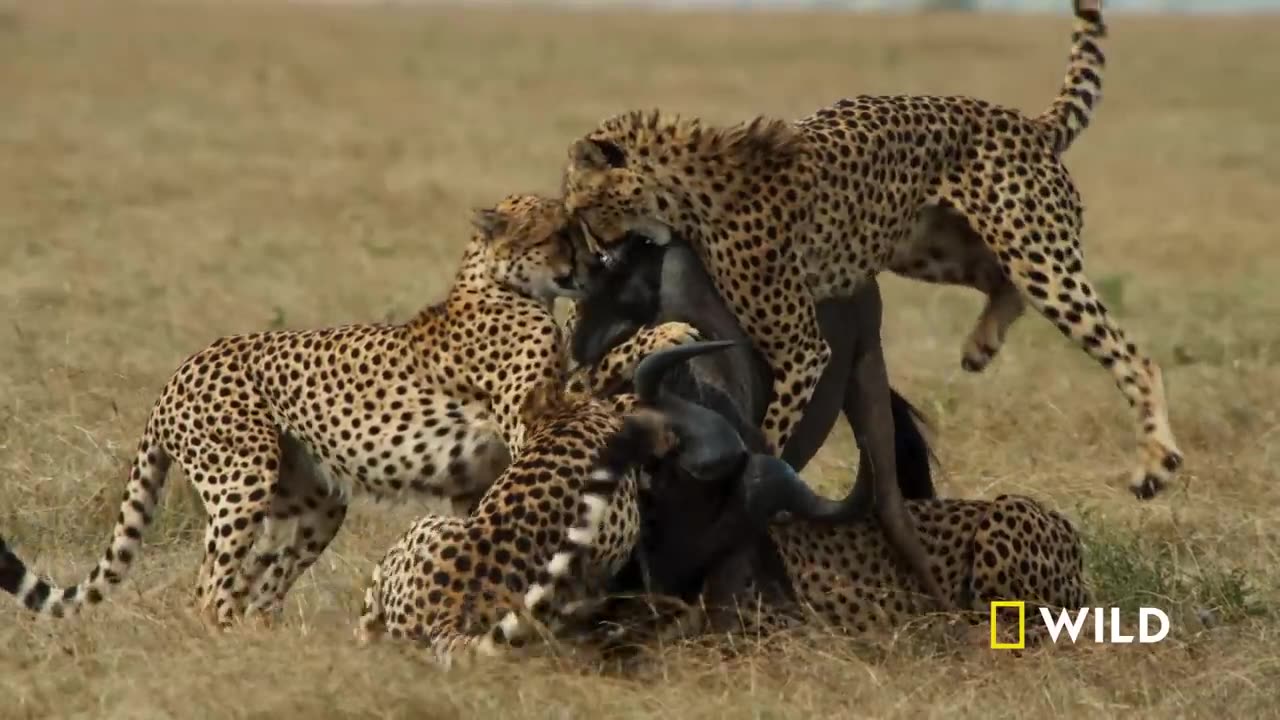 Cheetahs Takedown a Wildebeest _ The Way of the Cheetah(720P_HD)