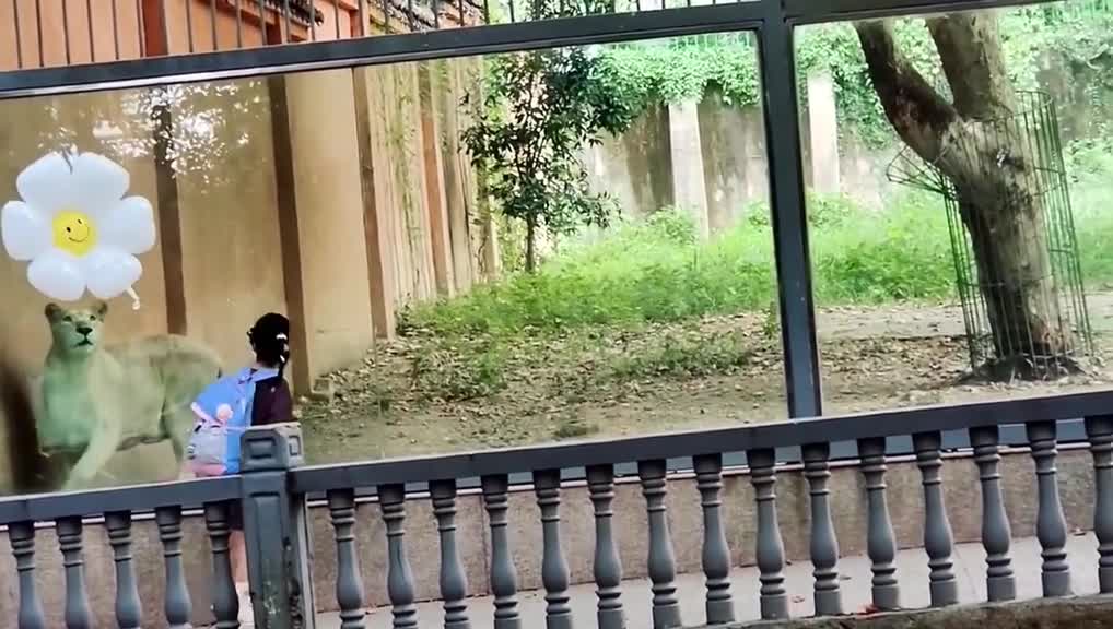 Lions are just bigger cats, aren't they 😆😆