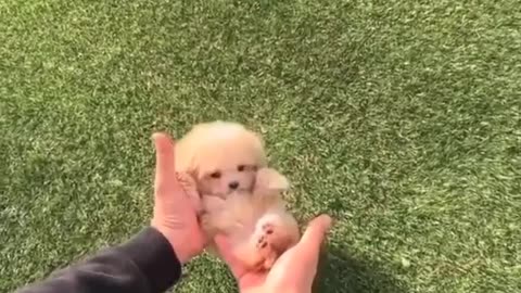 Small dog