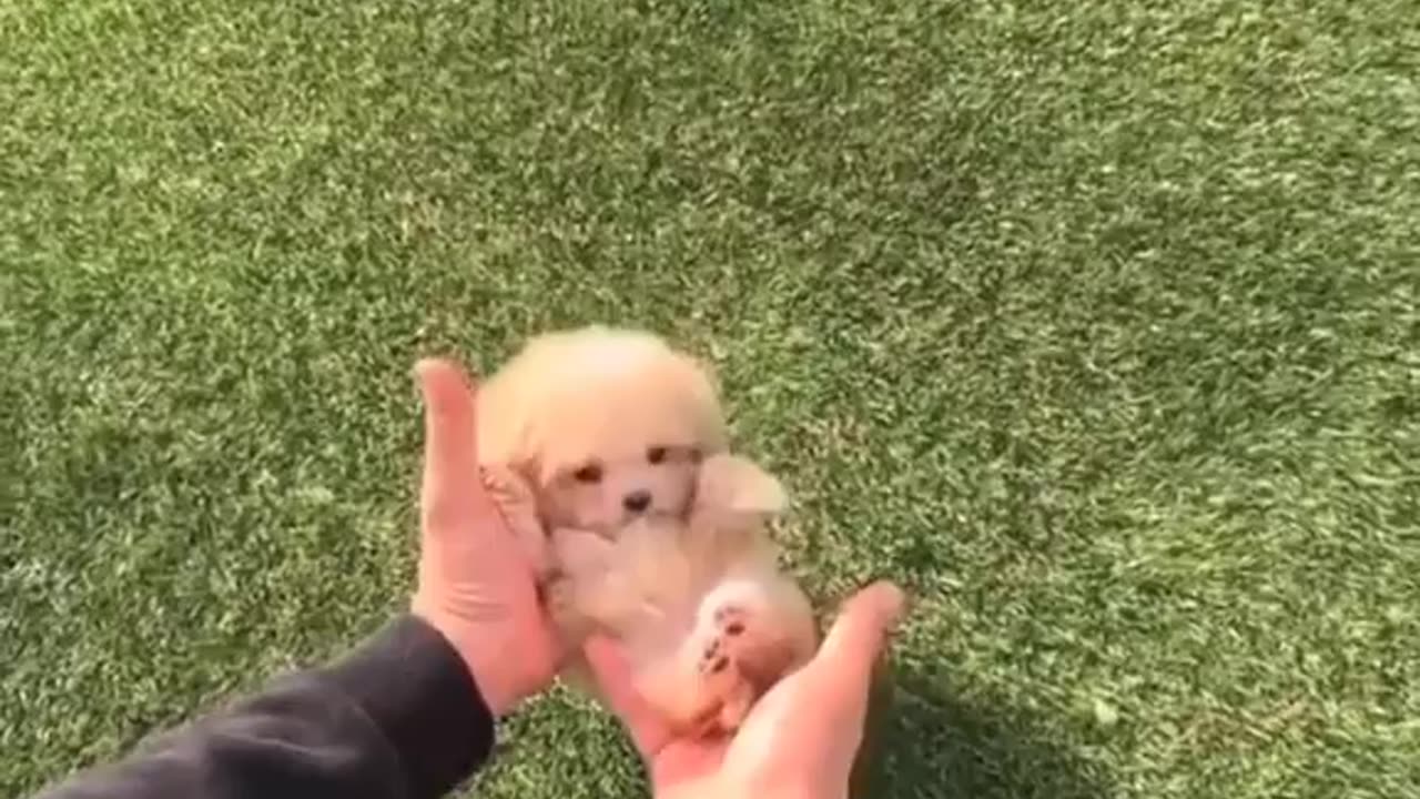 Small dog