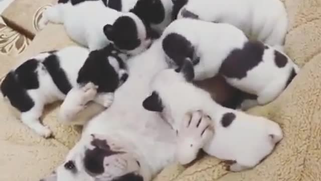 suckling puppy