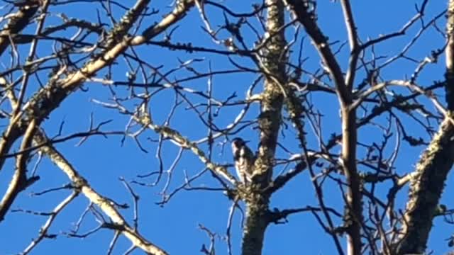 Woodpecker at work