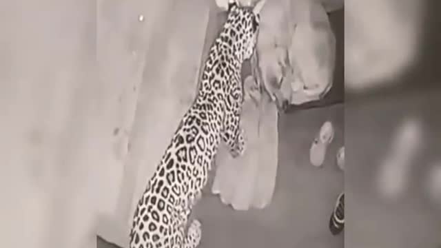 Leopard attack a dog