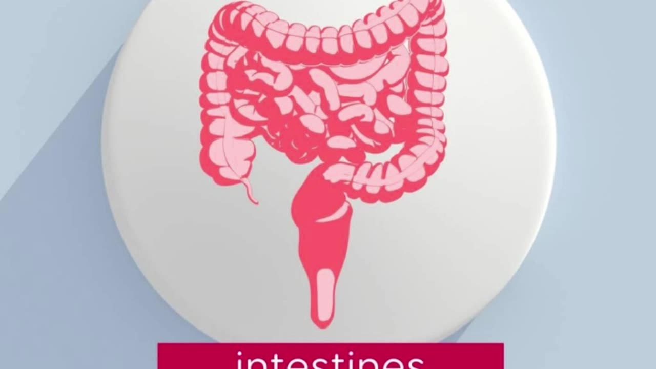 #human #organs #facts #interestingfacts