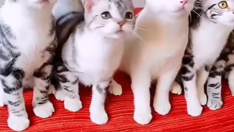 Funny cats